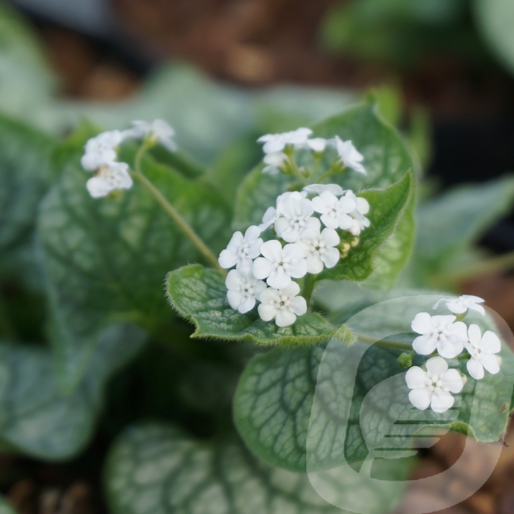 Brunnera macr. 'Mr. Morse'