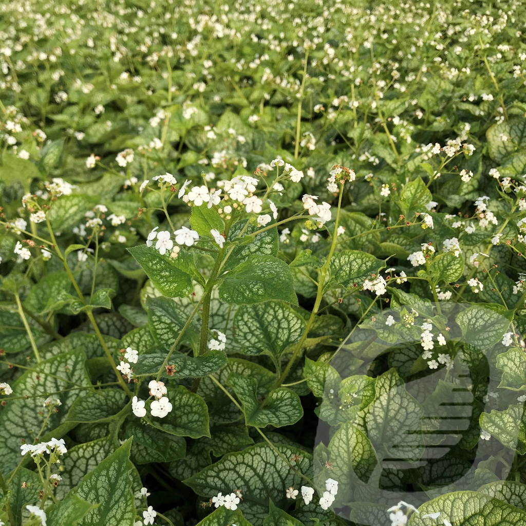 Brunnera macr. 'Mr. Morse'