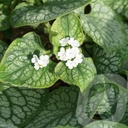 Brunnera macr. 'Mr. Morse'