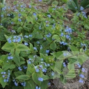 Brunnera macrophylla