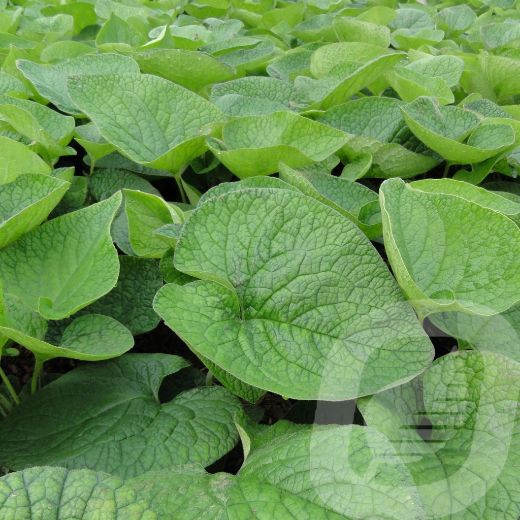 Brunnera macrophylla