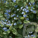 Brunnera macr. 'Jack Frost'®