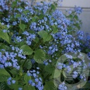 Brunnera macr. 'Jack Frost'®