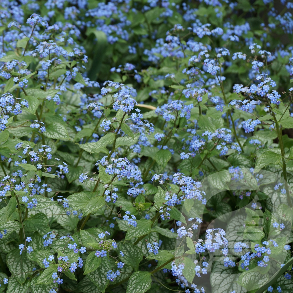 Brunnera macr. 'Jack Frost'®