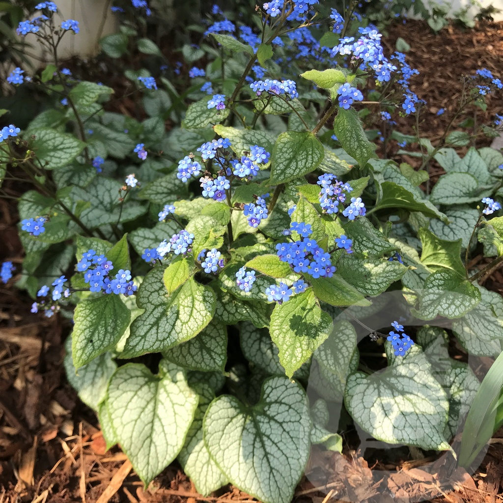 Brunnera macr. 'Alexander's Great'®