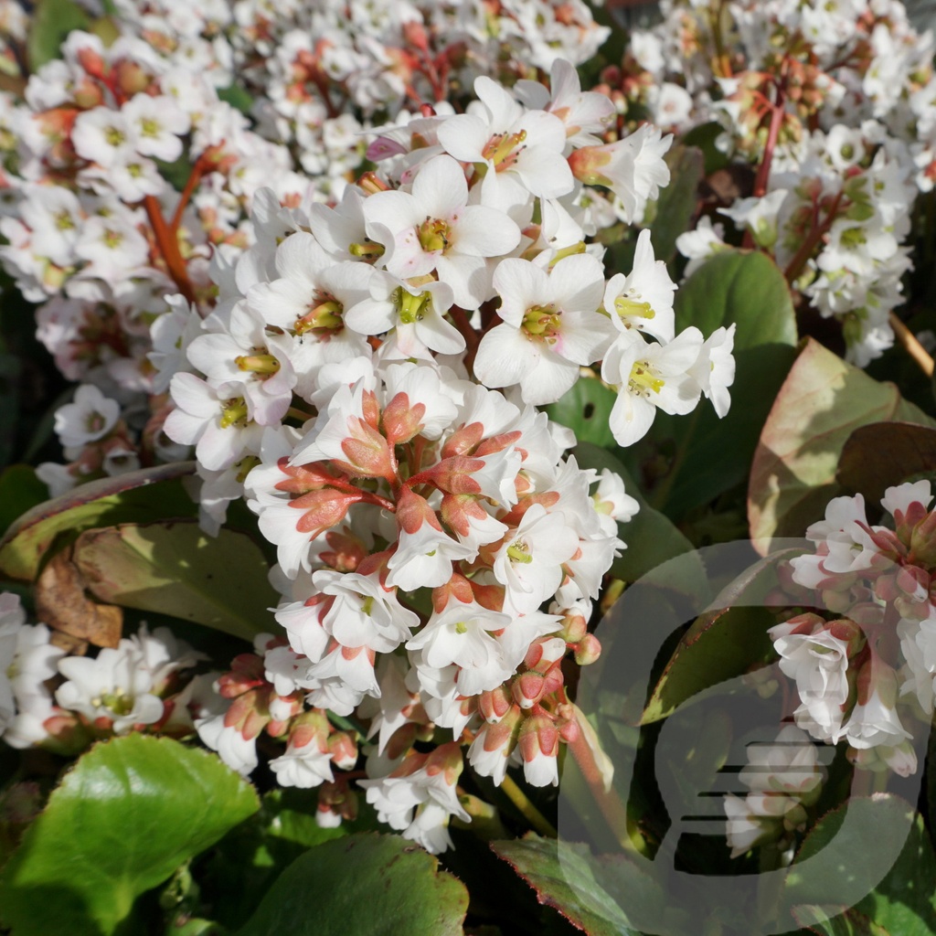 Bergenia 'Silberlicht'