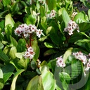 Bergenia 'Silberlicht'