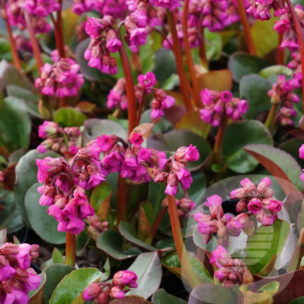 Bergenia 'Ouverture'