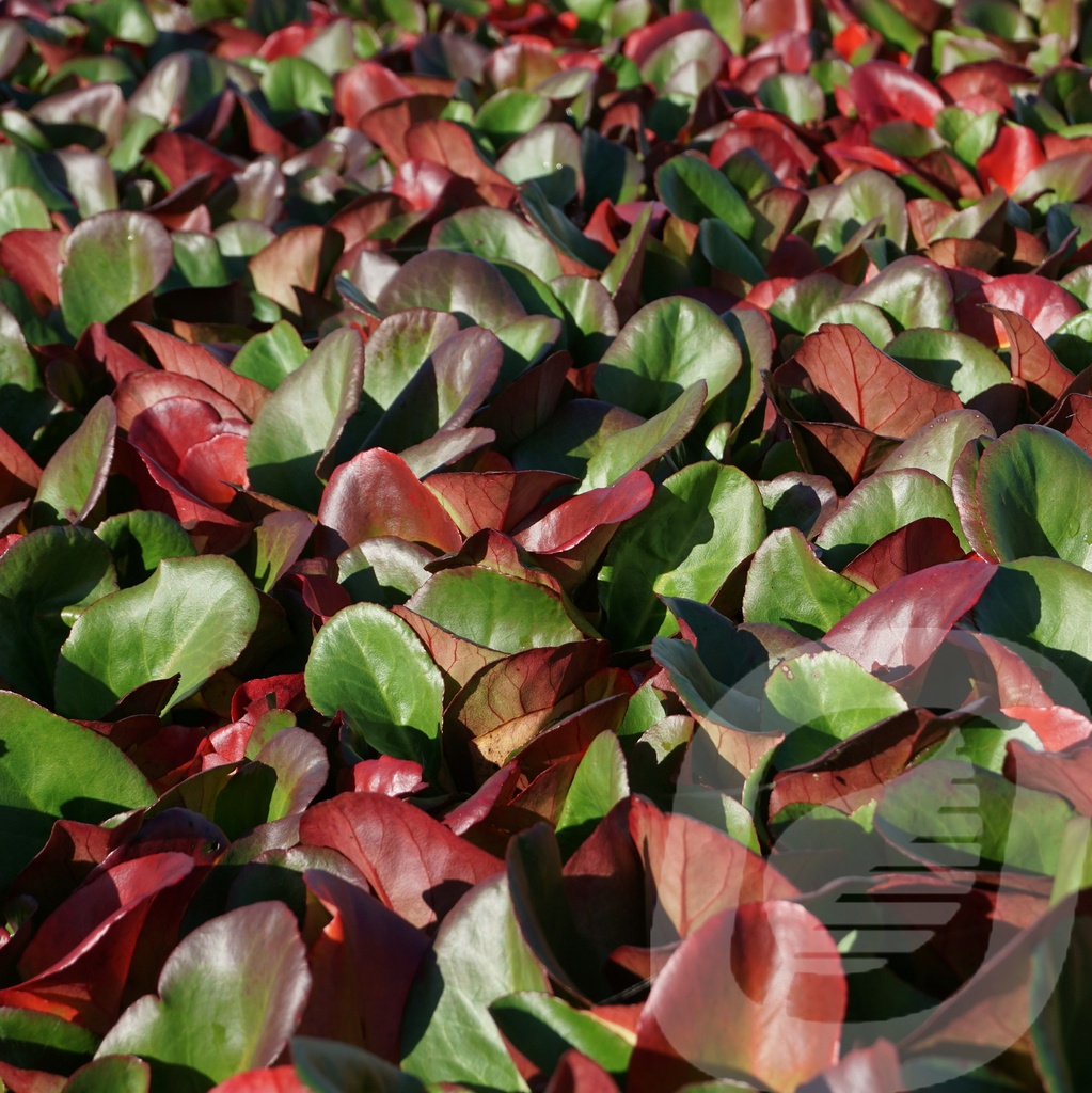 Bergenia 'Ouverture'