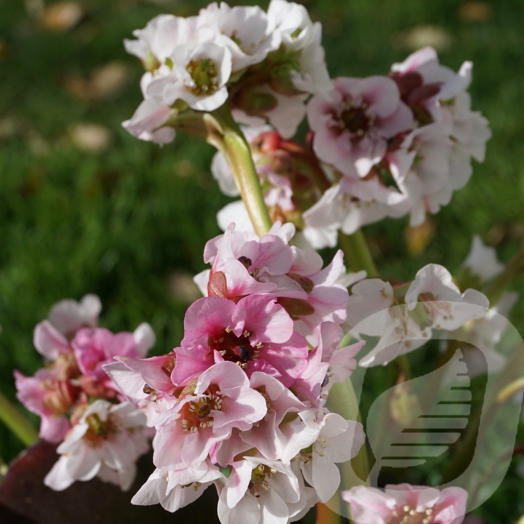 Bergenia 'Harzkristall'