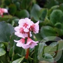 Bergenia 'Harzkristall'