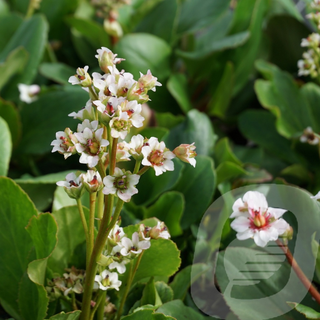 Bergenia 'Bressingham White'