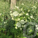 Astrantia 'Snow Star'®