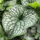 Brunnera macr. 'Alexander's Great'®