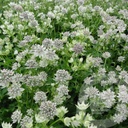 Astrantia 'Star of Billion'®