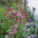 Astrantia 'Star of Beauty'®