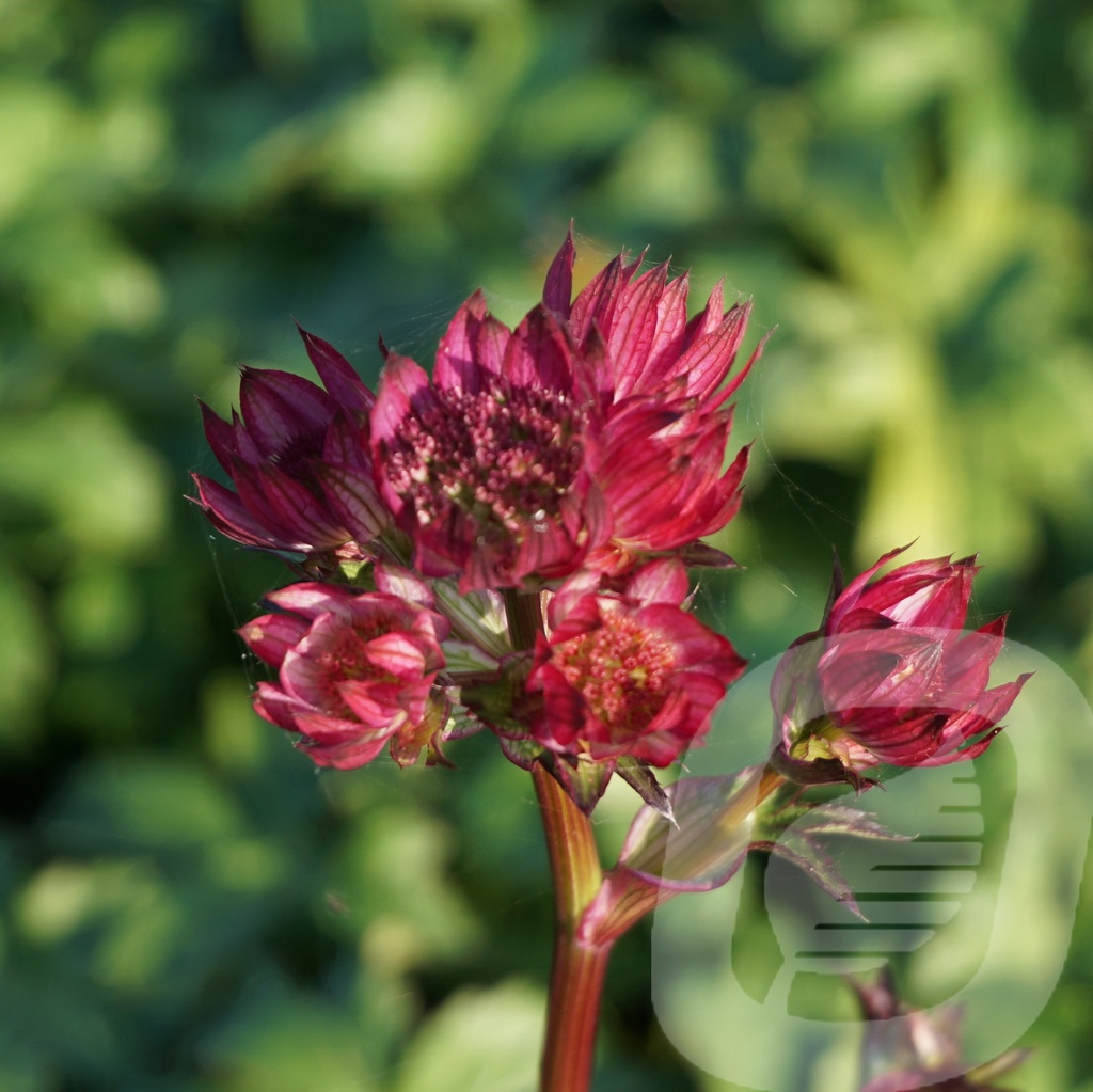 Astrantia 'Star of Beauty'®