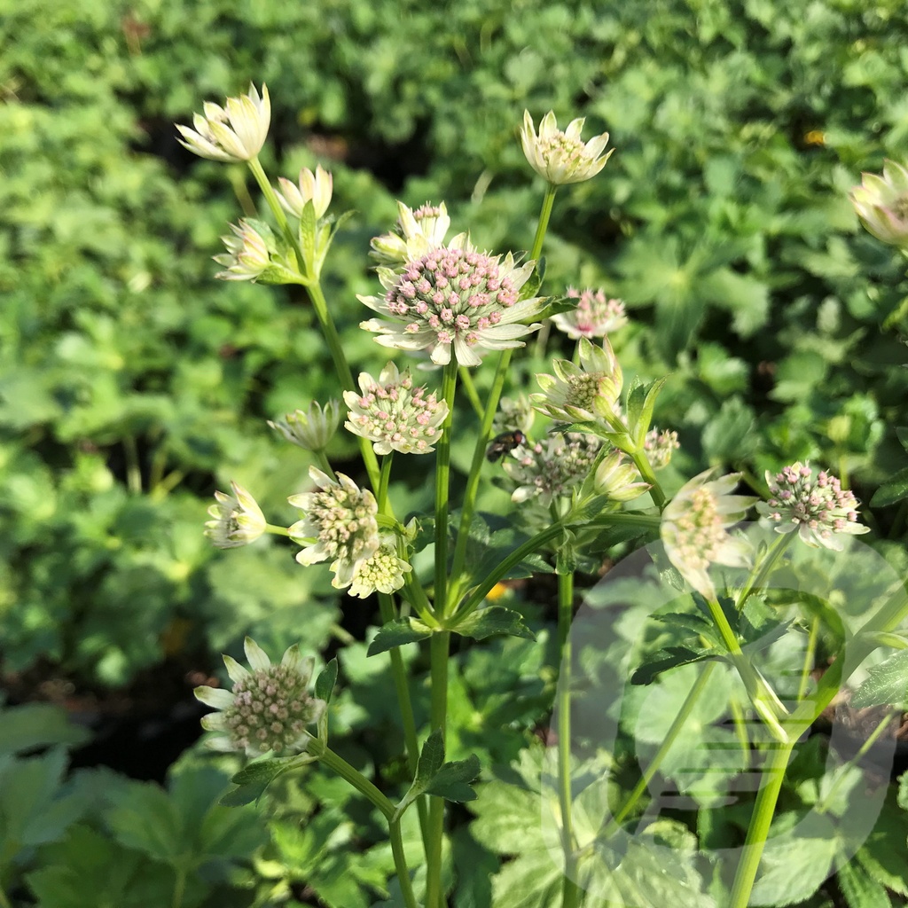 Astrantia 'Star of Billion'®