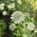 Astrantia 'Snow Star'®