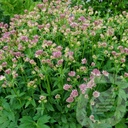 Astrantia 'Roma'®