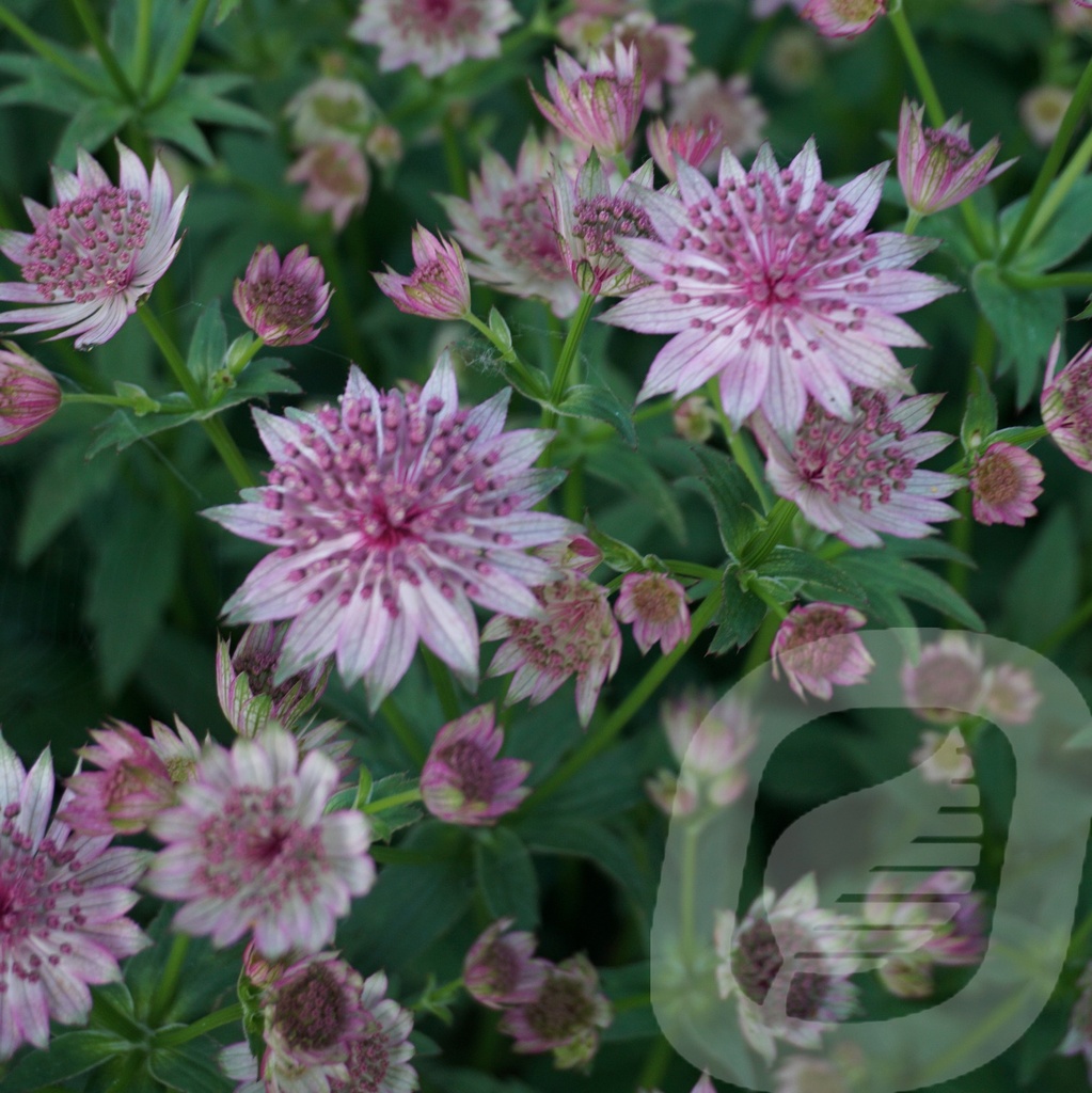 Astrantia 'Roma'®