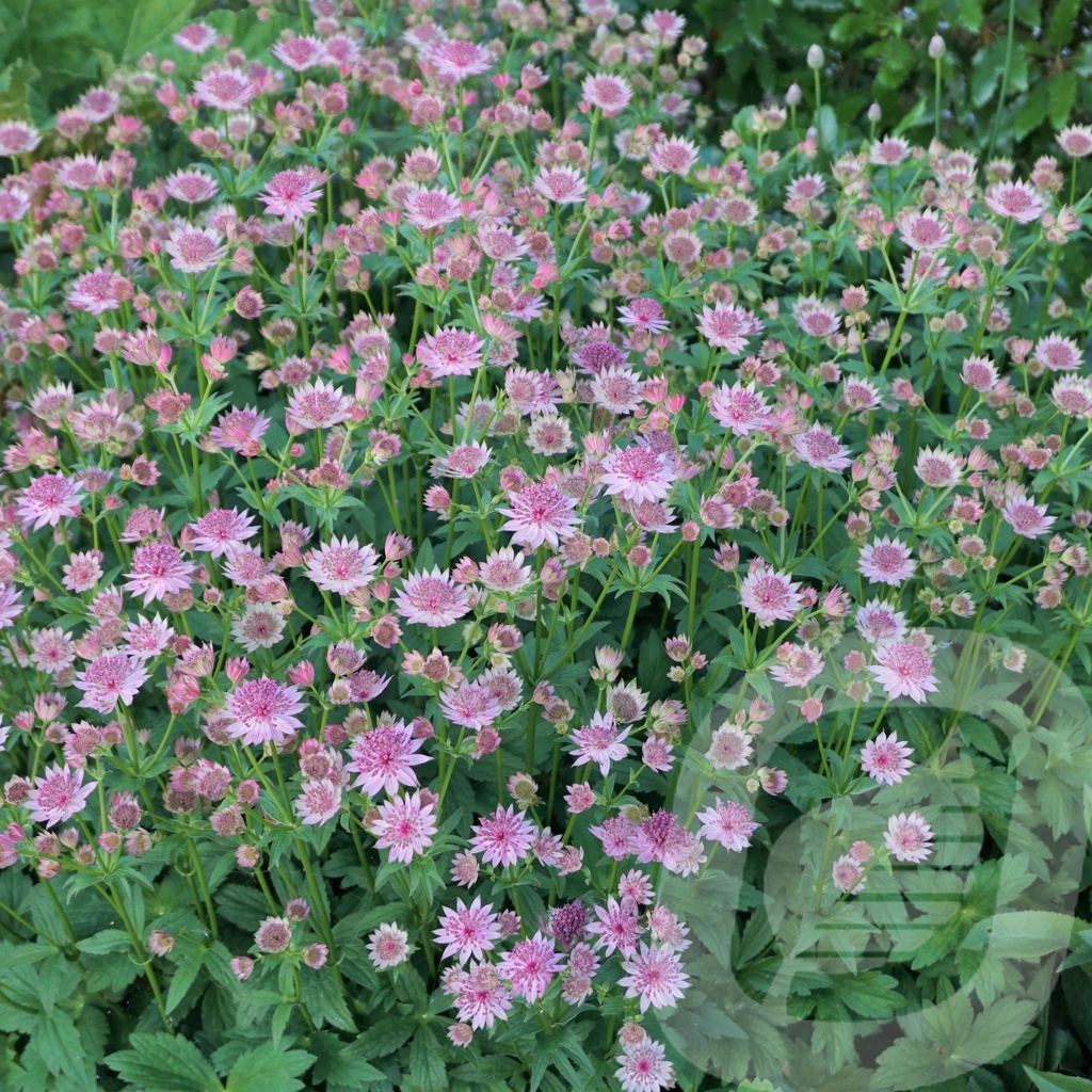 Astrantia 'Roma'®