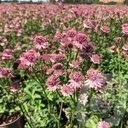 Astrantia 'Roma'®