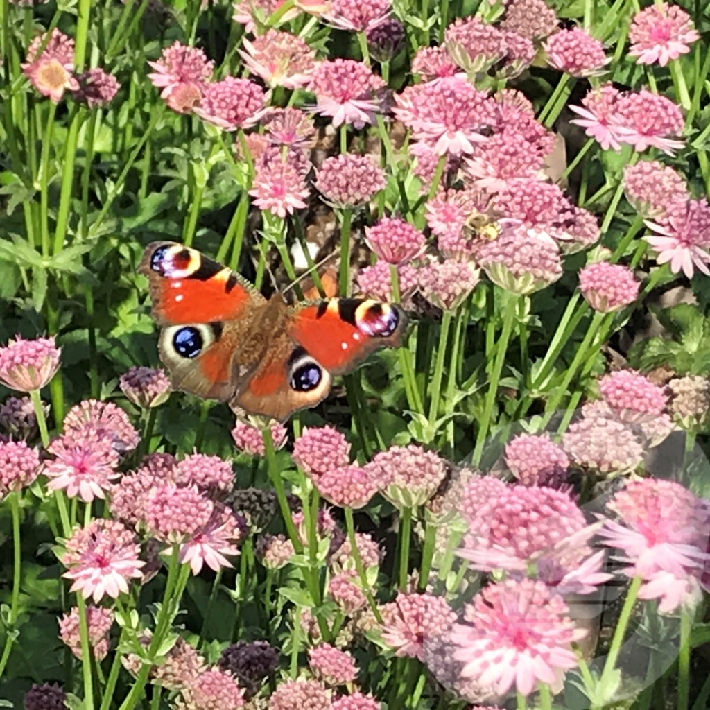 Astrantia 'Roma'®