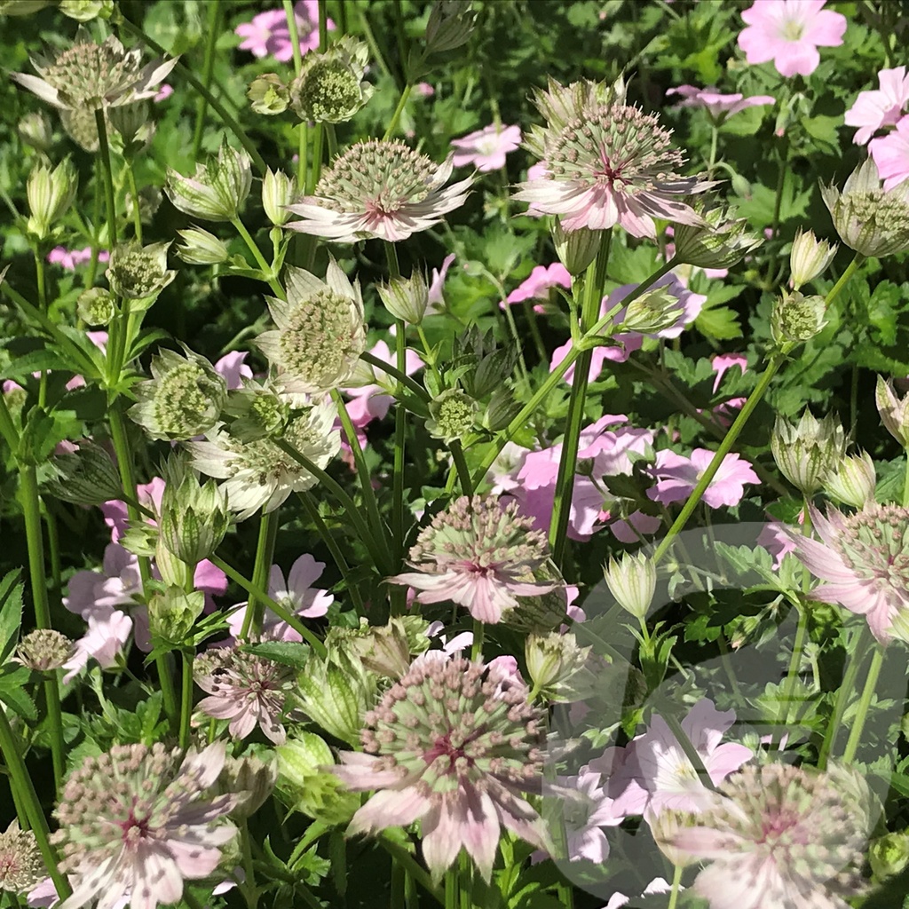 Astrantia 'Florence'®