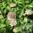 Astrantia 'Florence'®