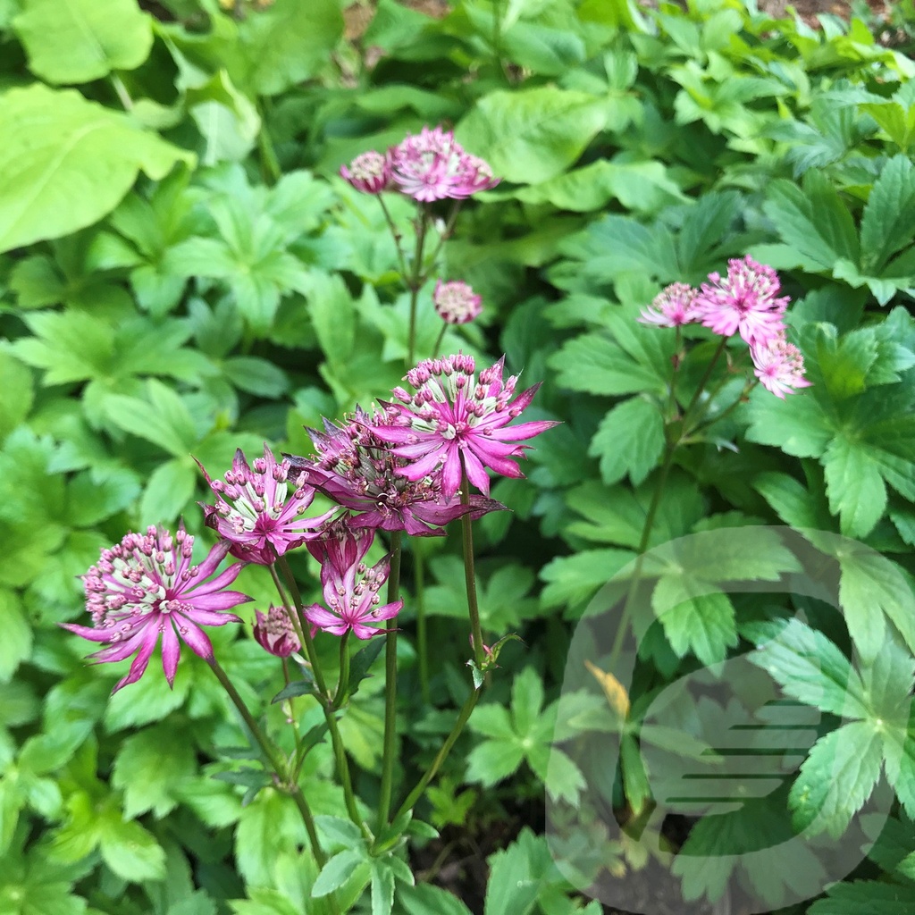 Astrantia 'Claret'