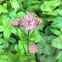 Astrantia 'Claret'