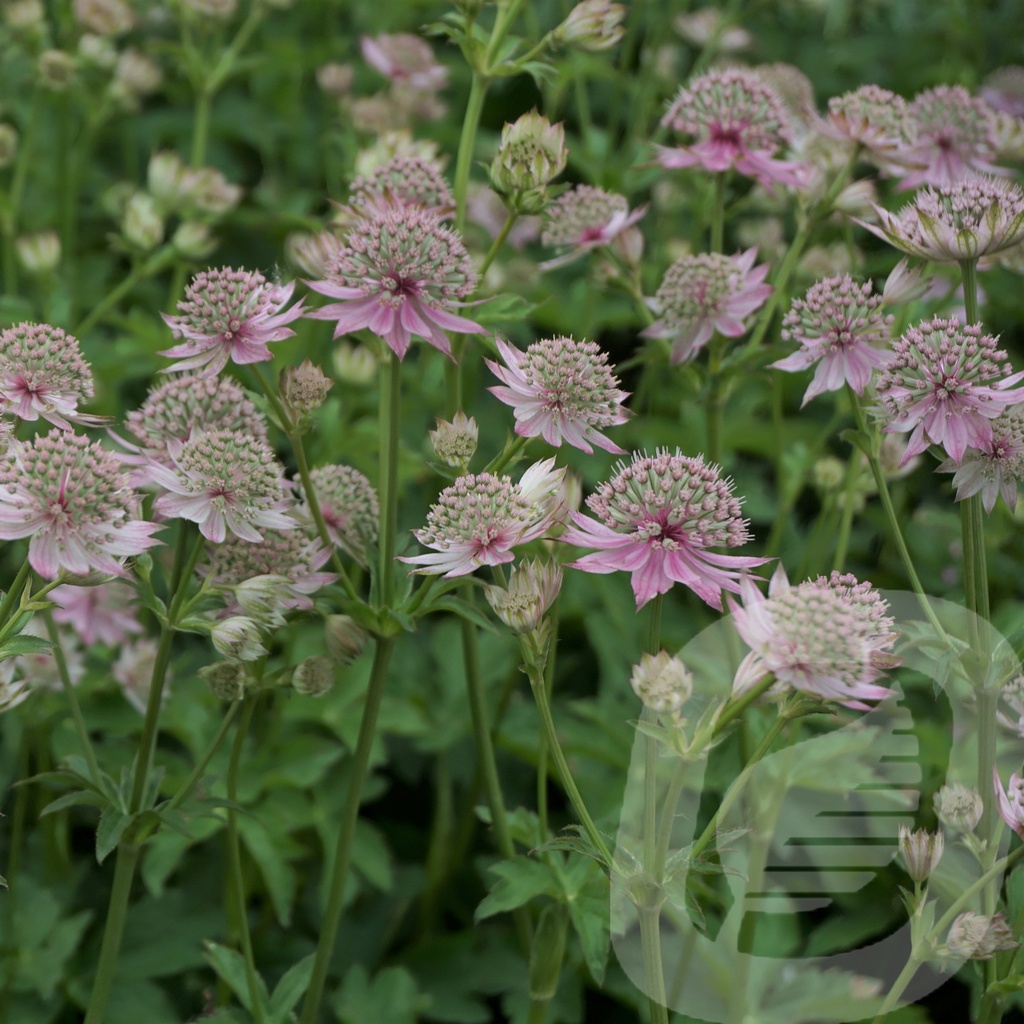 Astrantia 'Florence'®