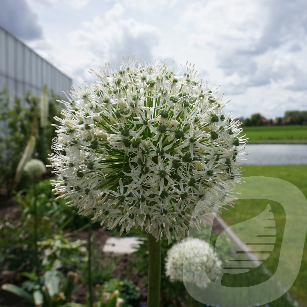 Allium 'White Giant'