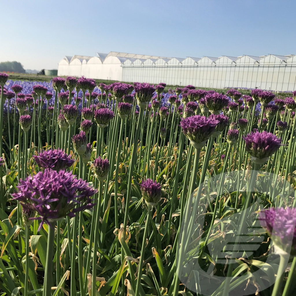 Allium 'Violet Beauty'