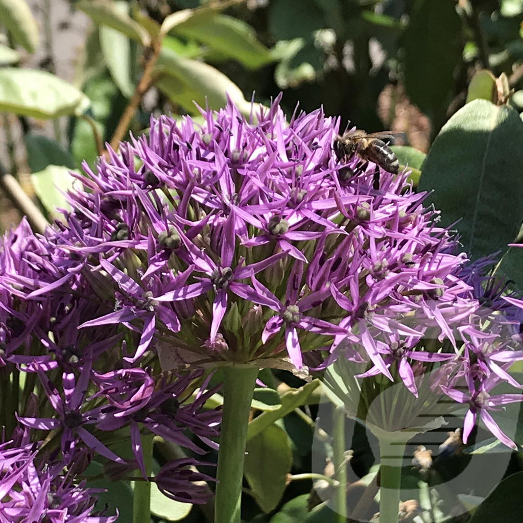 Allium 'Violet Beauty'