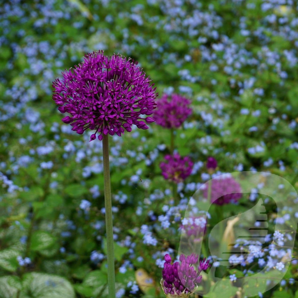 Allium 'Purple Sensation'