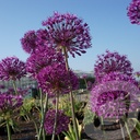 Allium 'Purple Sensation'