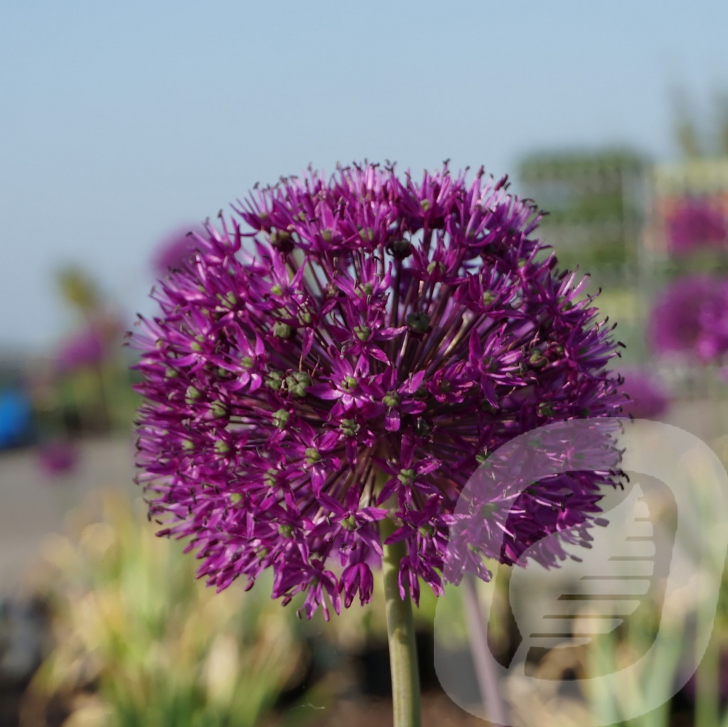 Allium 'Purple Sensation'