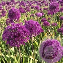 Allium 'Purple Sensation'