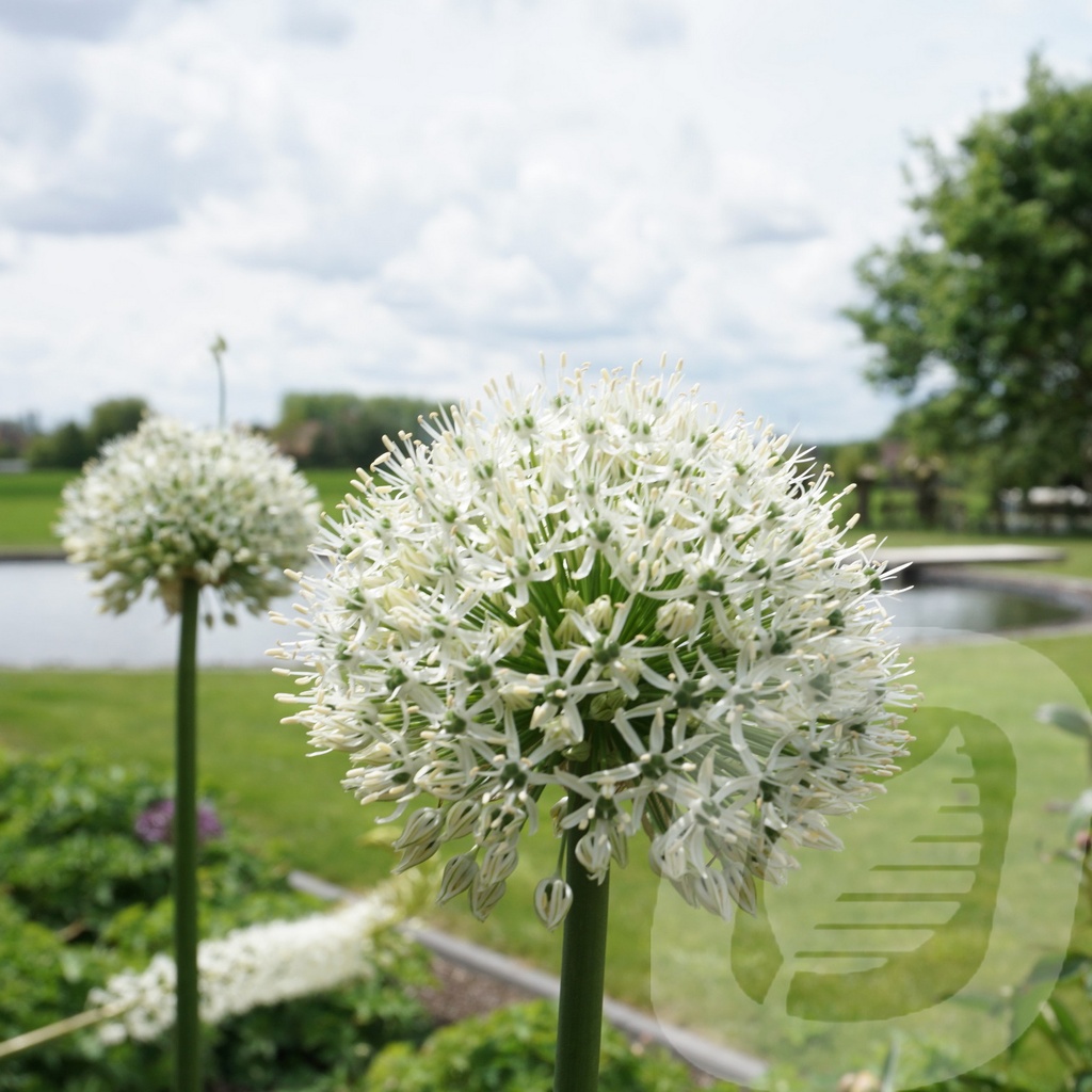 Allium 'Mount Everest'