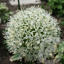 Allium 'Mount Everest'