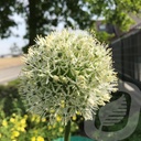 Allium 'Mount Everest'