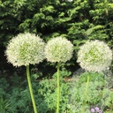 Allium 'Mount Everest'