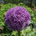 Allium 'Globemaster'®