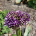 Allium 'Globemaster'®