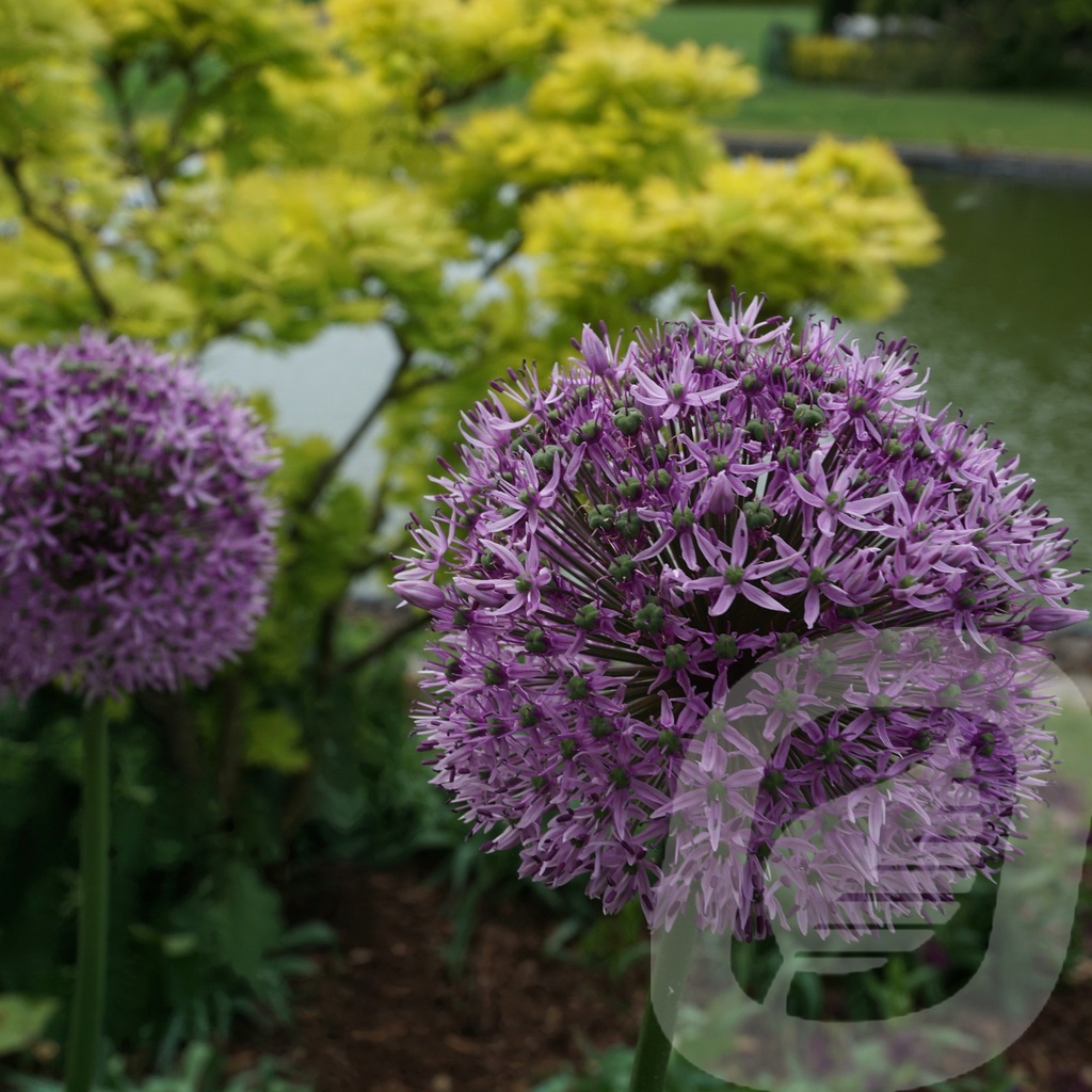 Allium 'Gladiator'