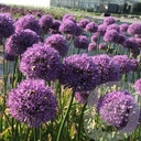 Allium 'Gladiator'