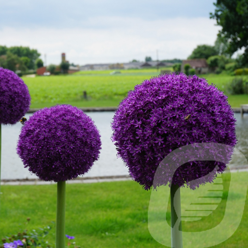 Allium 'Ambassador'