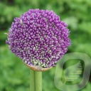 Allium 'Ambassador'